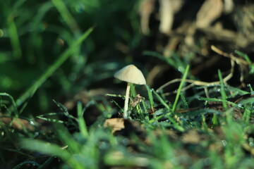 Edible mushrooms. Close up of mushrooms in a forest