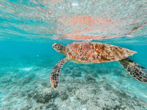 Sea turtle, Moalboal, Philippines
