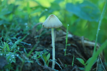 Autumn delicate & beautiful mushroom macro close up