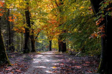 Gravel or soil path in the wood with colourful yellow orange leaves on the tree, Forest in autumn season with soft sunlight shining through the tree and brown leafs on the ground, Nature background.