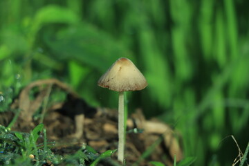 Good looking golden mushroom in winter morning light