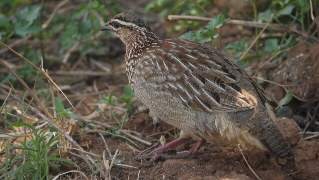 Crested Francolin walks through leafy undergrowth, foraging for food