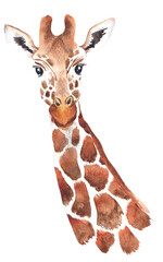 Watercolor portrait of giraffe illustration isolated on transparent background