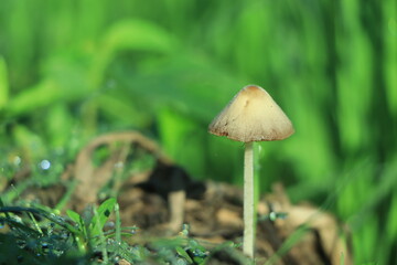 Glowing mushroom lamps with fireflies in magical forest