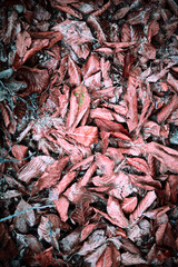 dried fish background