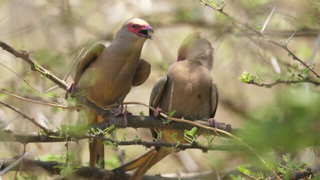 Two red-faced mousebirds perched in branch, preening and panting to cool down