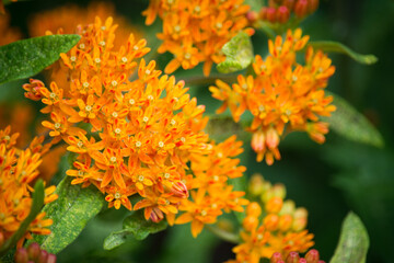 orange flower in the garden
