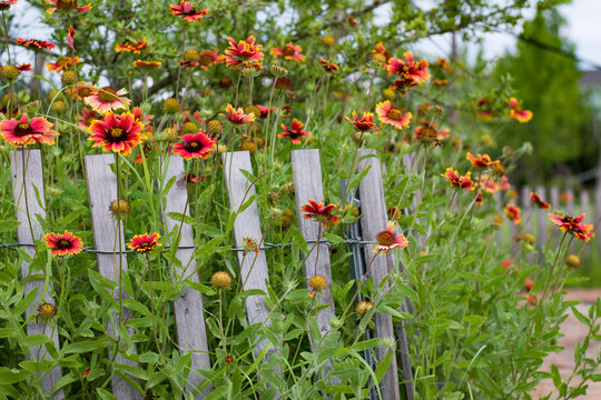 Flowers in fence