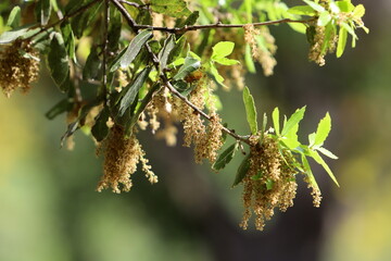 Summer flowers on trees in a city park in Israel.