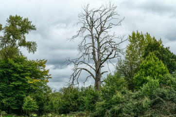 Knorriger alter Baum in der Wahner Heide im Herbst
