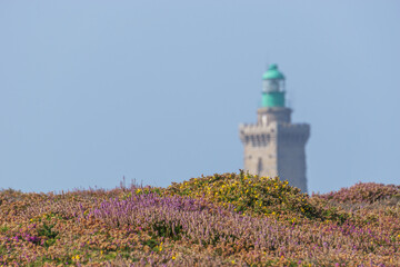Fototapeta na wymiar Cap Frehel lighthouse with landscape overgrown with heather in summer, Cotes d'Armor, Brittany, France