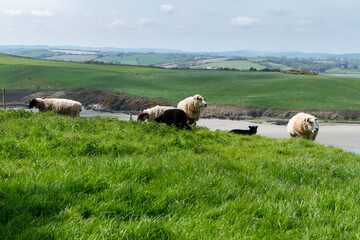Sheep graze. A few sheep in a farmer's pasture. Free grazing of livestock. Agricultural landscape. White sheep on green grass field
