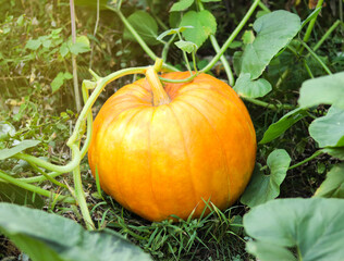 Large orange pumpkin on the grass in the garden. Autumn harvest, gifts of nature