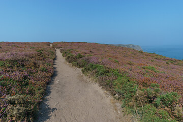 Hiking path at the Cote d'Amour leading to Cap Frehel Lighthouse through coastal landscape covered with heather on a hazy summer day, Brittany, France