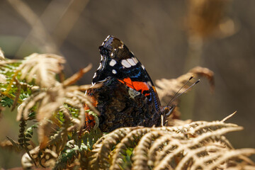 Macro Photography of a red admiral butterfly or Vanessa atalanta sitting on a fern plant