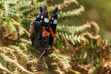Macro Photography of a red admiral butterfly or Vanessa atalanta sitting on a fern plant
