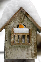 Robin on balcony of snow-covered bird house, funny animal photography with humor, close up.