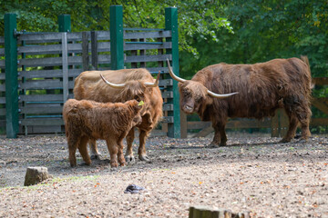 Hochlandrinder Nachwuchs mit Muttertier und Eltern im Wildpark in Schweinfurt