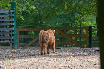 Hochlandrinder Nachwuchs Wildpark in Schweinfurt