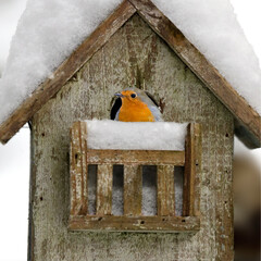 Robin on balcony of snow-covered bird house, funny animal photography with humor, close up.