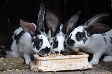 black and white rabbits breeding © Ewka