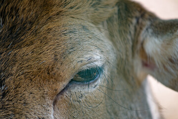 Auge eines Damhirsch (Dama dama), auch Damwild, Reh, Hirsch im Wildpark in Schweinfurt