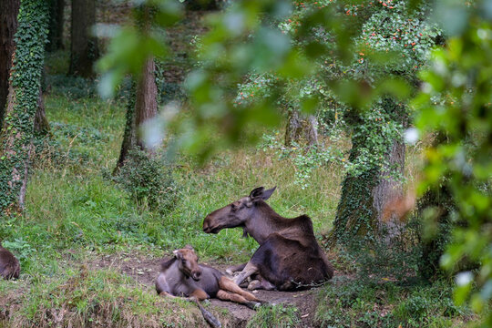 Moose (Alces alces) female, mother with young animal lying in the wildlife park in Schweinfurt, Franconia, Bavaria, Germany