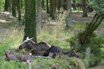 Elche (Alces alces) mit Jungtier liegen im Wildpark in Schweinfurt