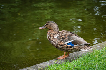 Duck on the bank of a pond in the park.