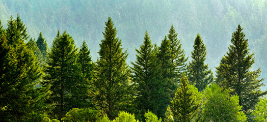 Forest Rain Storm with Drops Falling and Lush Trees