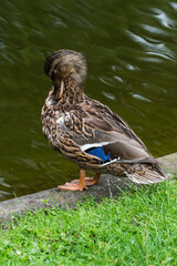 Duck preening itself on the bank of a pond in the park.