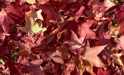 Liquidambar leaves in autumn drying out