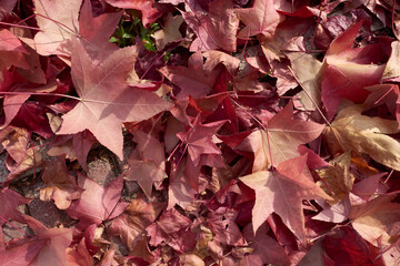 Liquidambar leaves in autumn drying out