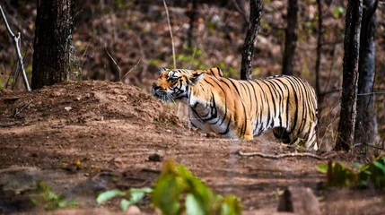 Foto op Aluminium Beautiful shot of a tigress from Pench tiger reserve © Yash Ahirrao/Wirestock Creators