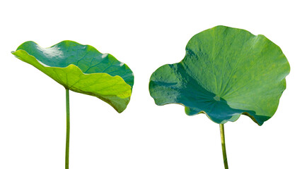 Lotus leaf Isolate collection of on transparent background PNG file