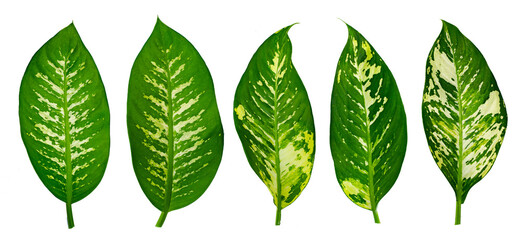 Leaves Calathea ornata pin stripe  Isolate on transparent background PNG file © sarayut_sy