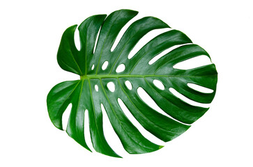 Naklejka na ściany i meble Monstera leaves leaves with Isolate Leaves on transparent background PNG file 
