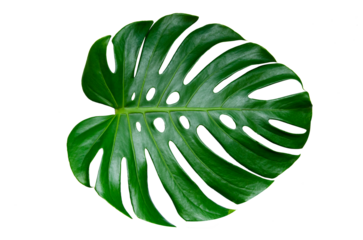 Monstera leaves leaves with Isolate  Leaves on transparent background PNG file 