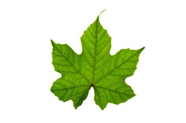 Leaves Calathea ornata pin stripe  Isolate on transparent background PNG file