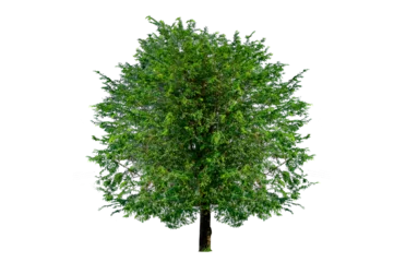 Rugzak Isolated  trees  on transparent background PNG file © sarayut_sy