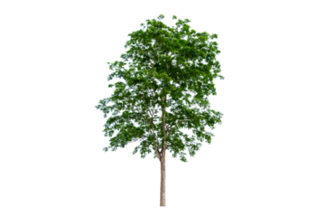 Isolated  trees  on transparent background PNG file