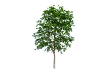 Rolgordijnen Isolated  trees  on transparent background PNG file © sarayut_sy