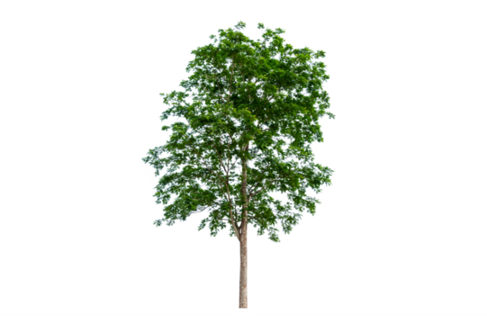 Isolated  trees  on transparent background PNG file