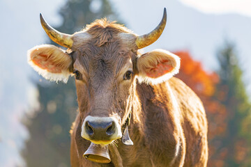 Kuh - Herbst - Allgäu - Laub