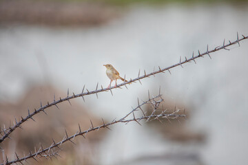 lonely small bird 