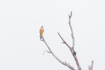 Common Kestrel looking for food-  Falco tinnunculus