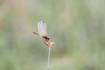Dragonfly -  a flying insect belonging to the order Odonata, infraorder Anisoptera Anisoptera 