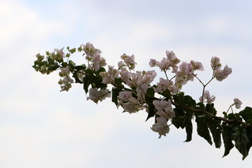 Summer flowers on trees in a city park in Israel.