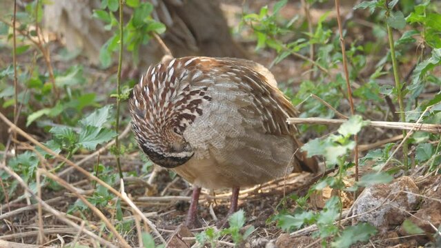 Crested Francolin preens in green undergrowth, others forage nearby