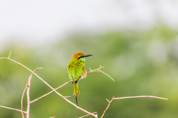 Obraz premium green bee-eater